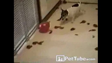 Куче Пука Балони
