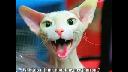 funyy cat