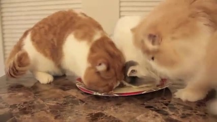 Котки ядат бутче