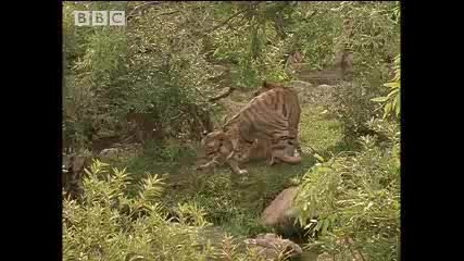 Bbc Risky Courtship - Tigers Of The Emerald Forest.flv