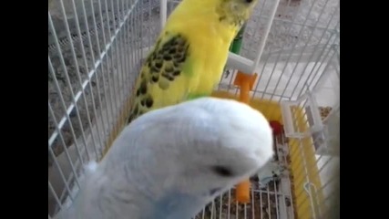 моите папагали
