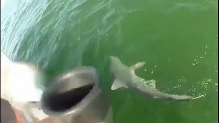 Грамаден групер изяжда акула