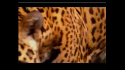 Най - Опасните Животни В Света - Ягуар 