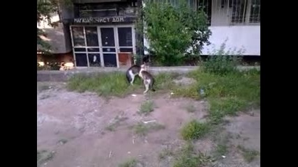 kotki se biqt ;dd