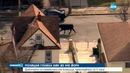 Полиция в зрелищно преследване на бик