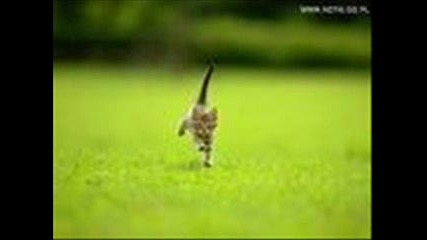 Morandi - Angels [cat Picture]