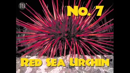 10-те най-дълго живеещи същества
