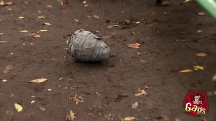 Убийци Пчели нападат жени в Парк