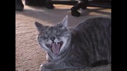 Ужас !смееща се котка! 