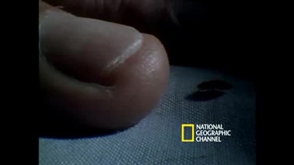 National Geographic - Bed Bugs