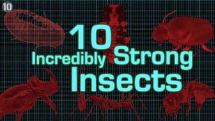 "10 Невероятно силни насекоми"