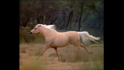 Thowra - son of the wind 