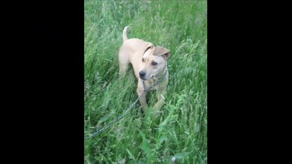 Pitbul Aris