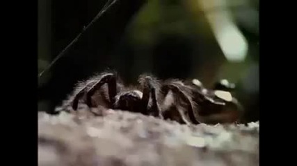 National Geographic - Bullfrog