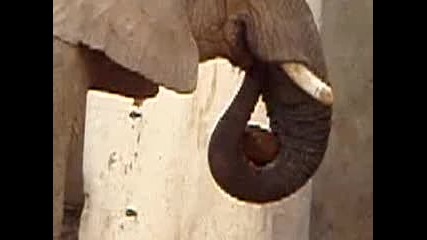 Какво похапва този слон 