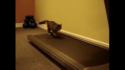 Една бърза котешка тренировка!