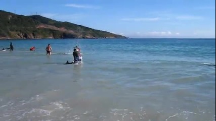 Бразилци спасяват делфини изхвърлени на брега