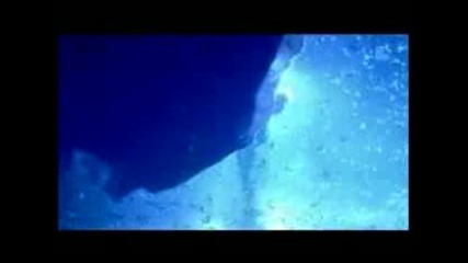 Cirque du Soleil - Alegria