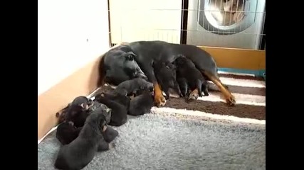 Rottweiler puppies and mother
