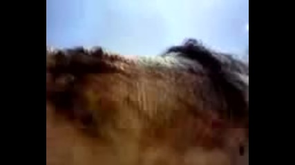 Premival Predator Vs Gorgonopsid Film Yonetmen 2016 Hd
