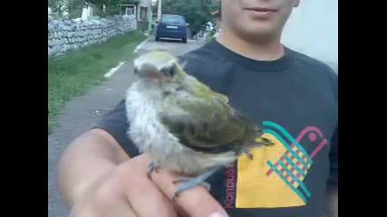 Кокошкаря