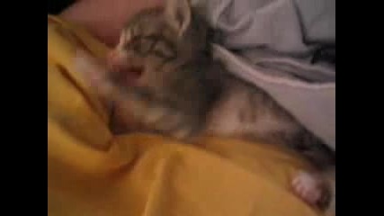 Много сладко котенце 