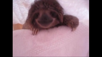 Най-сладкото ленивче в целия свят!