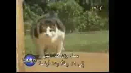 много смях 1000%