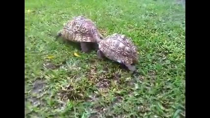 Това се казва костенурка приятел !