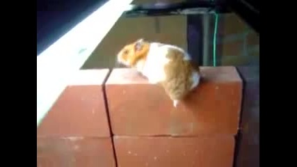 Хамстер спайдърмен 