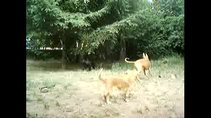 Кучета