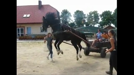 Какво се случва когато един кон не е бил впряган никога