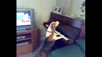 Бетовен - куче музикант !