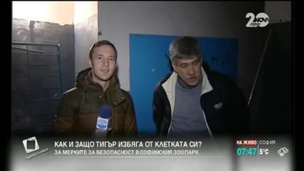 Избягалият от клетката си тигър е вън от упойка и е добре