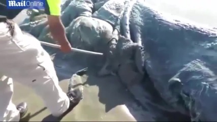 Морско чудовище изплува край бреговете на Мексико