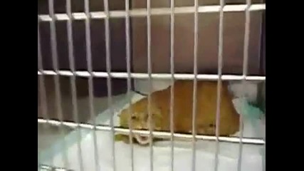 много откачена котка