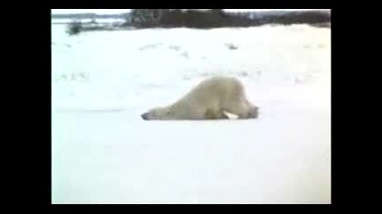 Компилация Смешни Животни