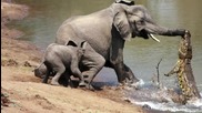 Слонче спасява майка си от крокодил!