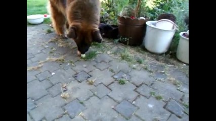 playing ball