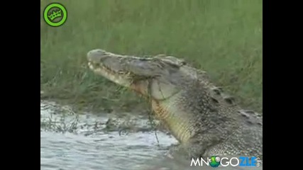 Крокодил хапва костенурка