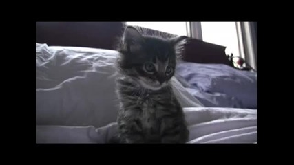 Сладкото коте!