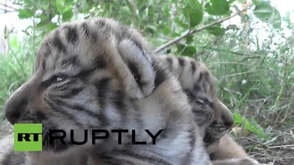 Три амурски тигърчета се родиха в Русия