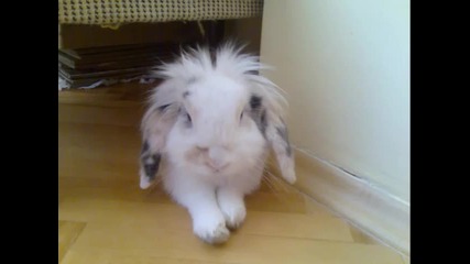 Cute bunny Mikimoto