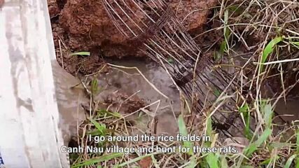 Adventurous Bites: Roasted rats in Vietnam
