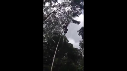 Възрастен бразилец показва лесен начин за изкачване и светкавично слизане от висока палма !