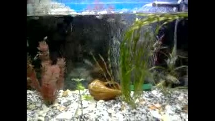 Nashiqt Akvarium