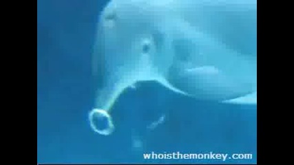 Делфини Правят Балончета И Си Играят С Тях