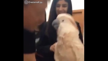 Смахнат папагал се целува с човек и забавлява две дами