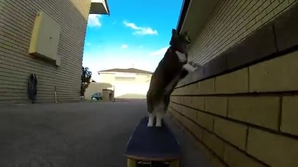 Коте на скейтборд.