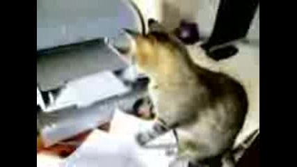 Printer Cat
